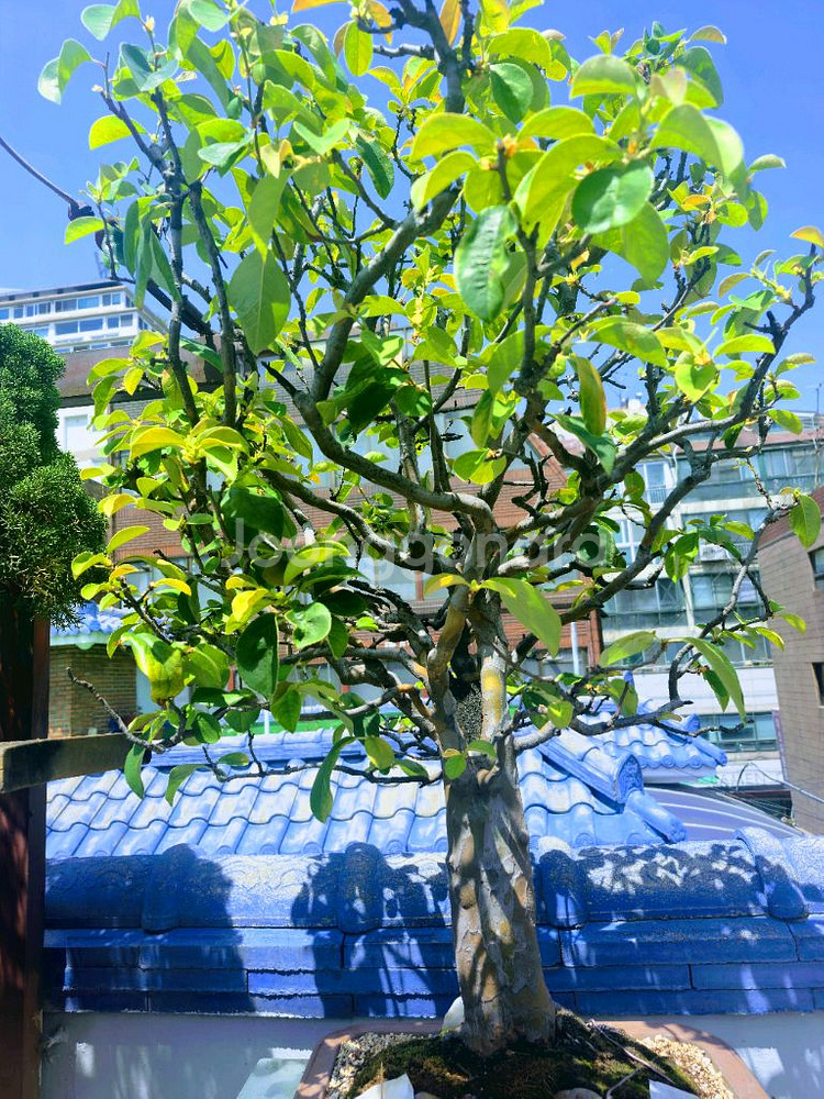 수령 45년 이상된 모과 나무분재 식물,꽃,화초 원예--1