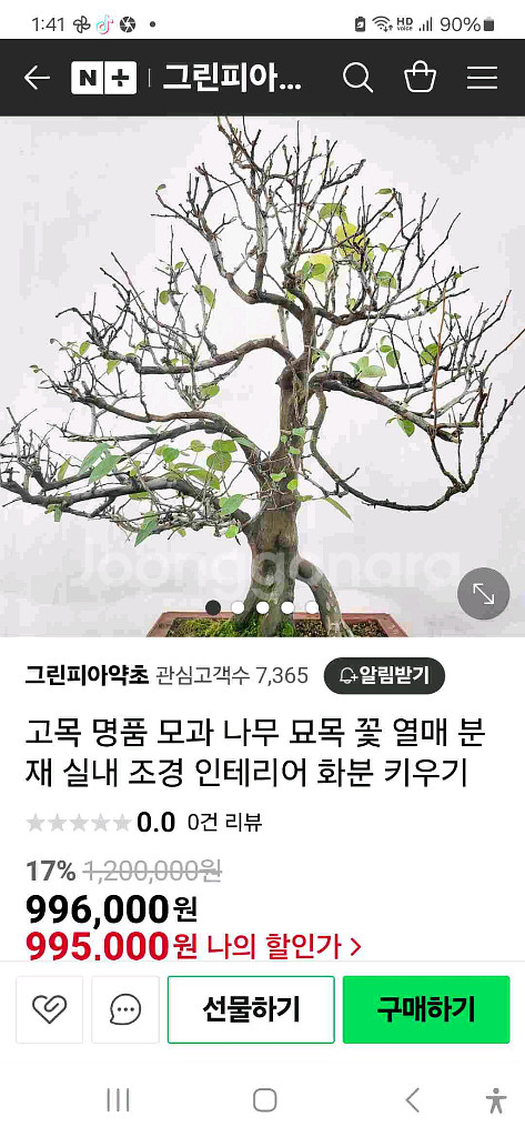 수령 45년 이상된 모과 나무분재 식물,꽃,화초 원예--9