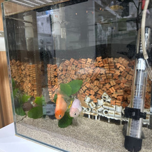 난주 금붕어 2마리 외 어항 세트