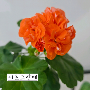 이츠그란데 제라늄