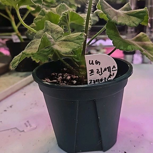 ug프린세스그레이스