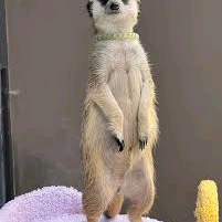 배달의민족 주문 해드립니다 90%