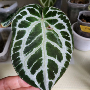 안스리움 다크실버