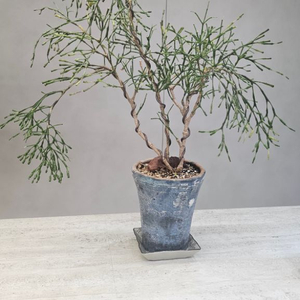 묵은둥이 립살리스 팝아이