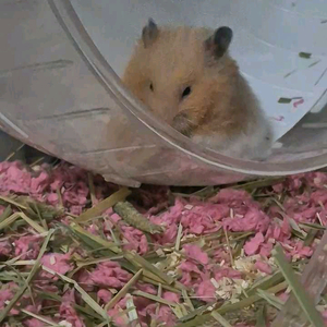 골햄 무료분양