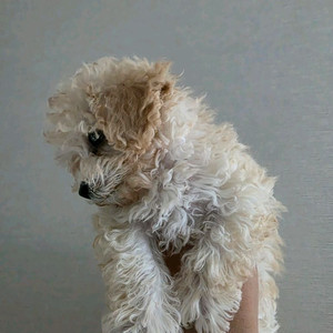 크림푸들 여아 3개월