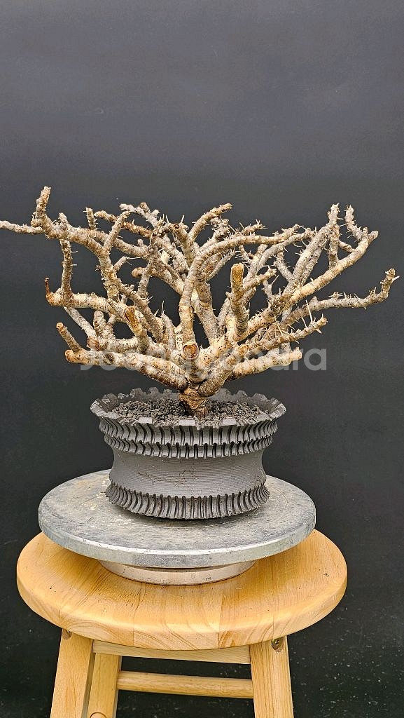 NEW 코덱스 몬소니아 모사메덴시스 아프리카식물--0