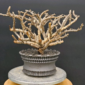 NEW 코덱스 몬소니아 모사메덴시스 아프리카식물