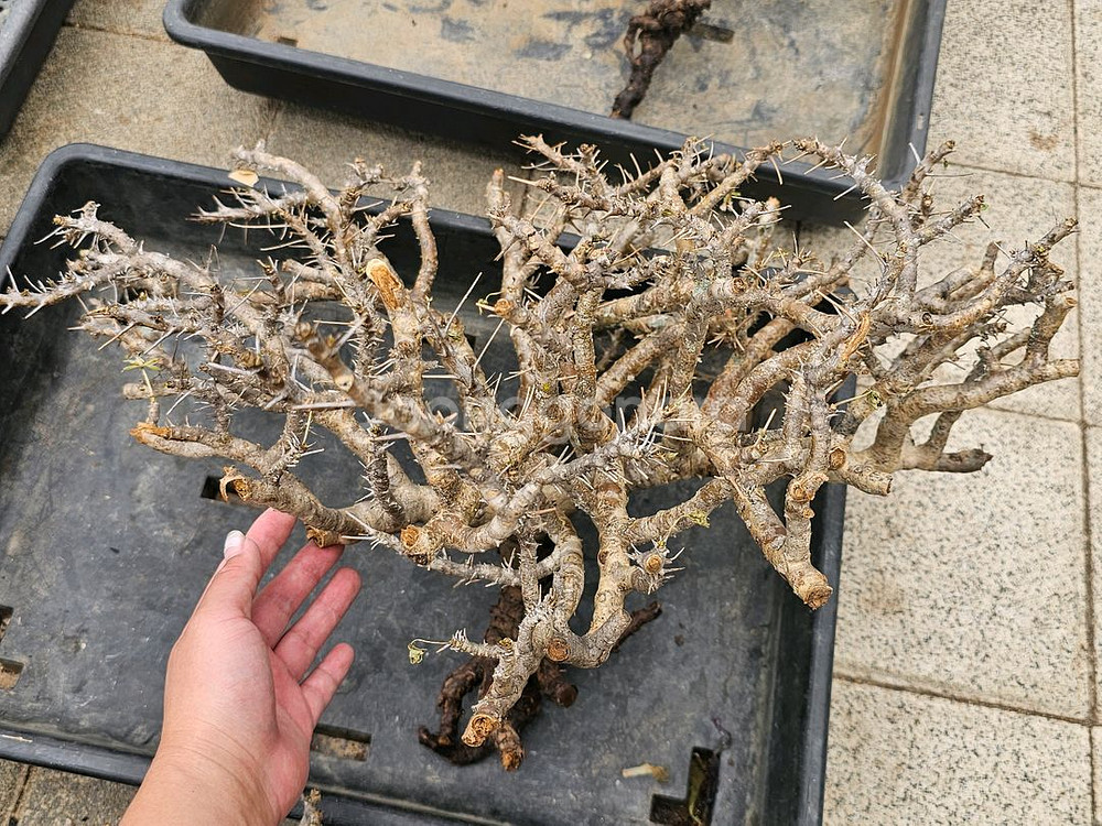 NEW 코덱스 몬소니아 모사메덴시스 아프리카식물--7