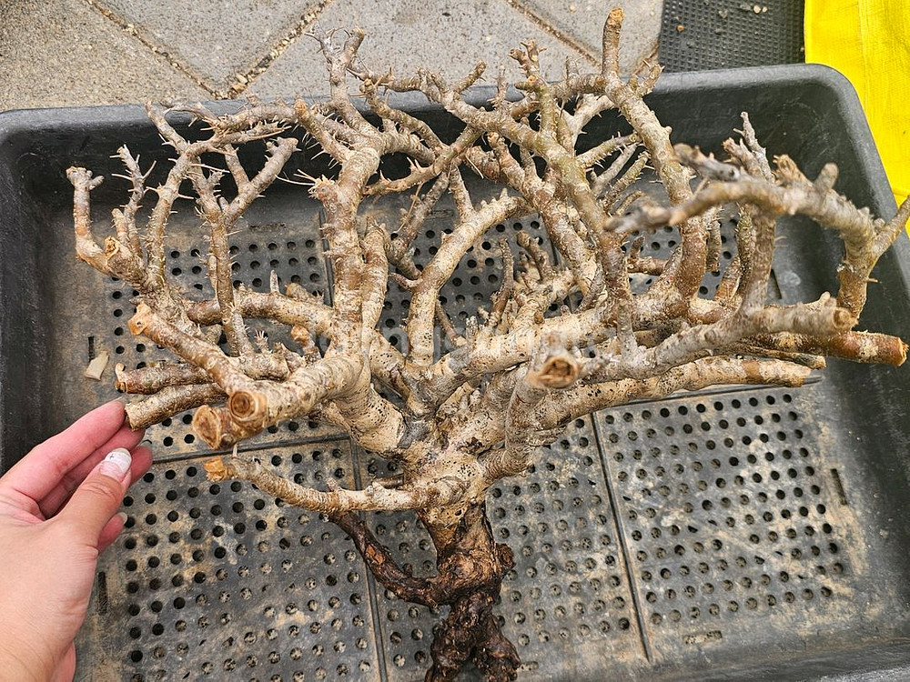 NEW 코덱스 몬소니아 모사메덴시스 아프리카식물--5