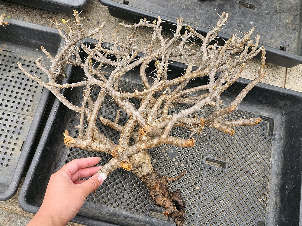 NEW 코덱스 몬소니아 모사메덴시스 아프리카식물--8