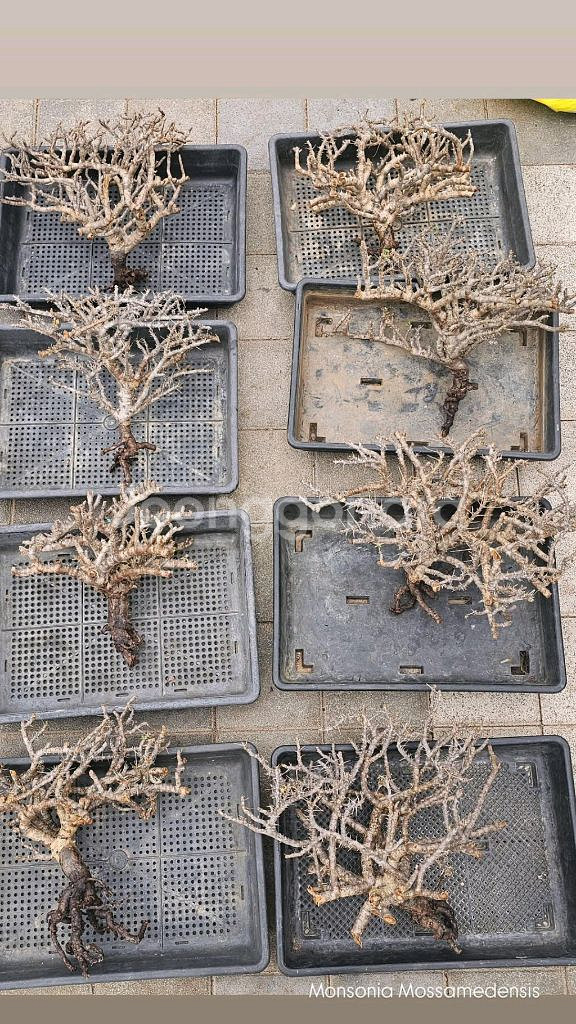 NEW 코덱스 몬소니아 모사메덴시스 아프리카식물--4