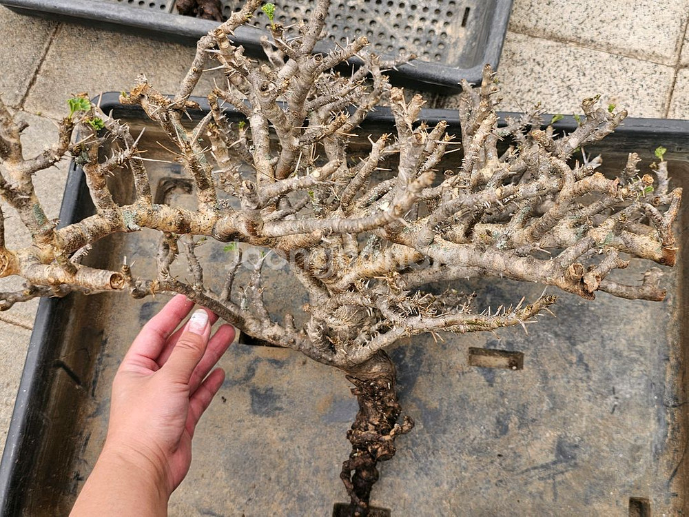 NEW 코덱스 몬소니아 모사메덴시스 아프리카식물--6