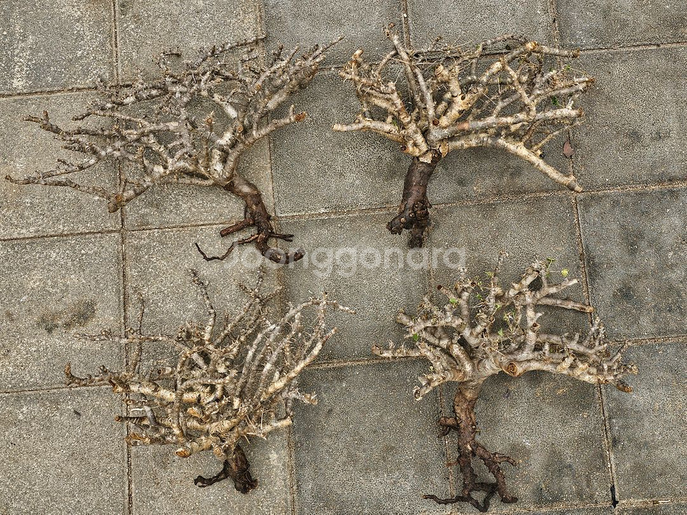 NEW 코덱스 몬소니아 모사메덴시스 아프리카식물--2