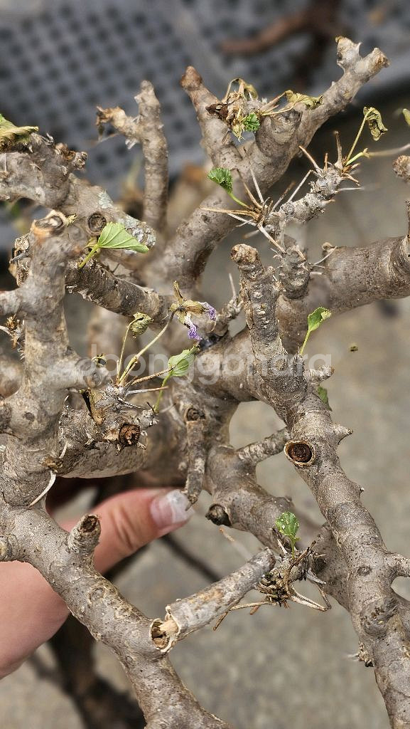 NEW 코덱스 몬소니아 모사메덴시스 아프리카식물--1