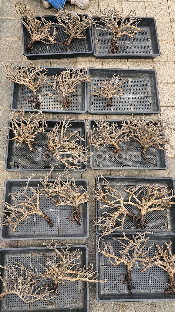 NEW 코덱스 몬소니아 모사메덴시스 아프리카식물--9