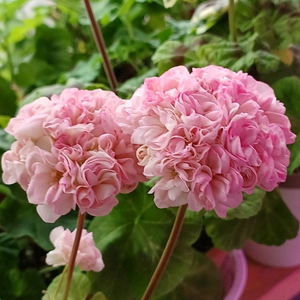 제라늄 좋을로망