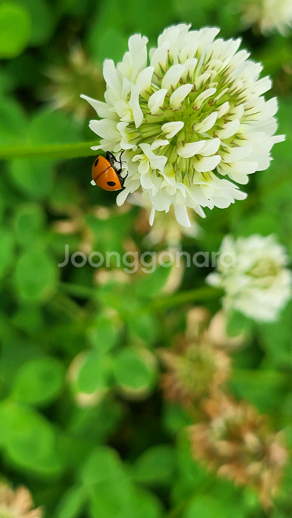 분식 포장마차--0