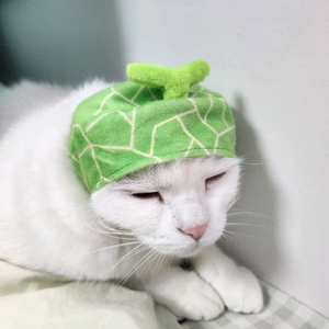 고양이 메론모자