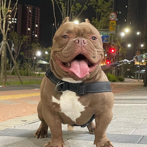 삽니다) 닌텐도 스위치 구성품 사요 ( 조이콘 프로콘