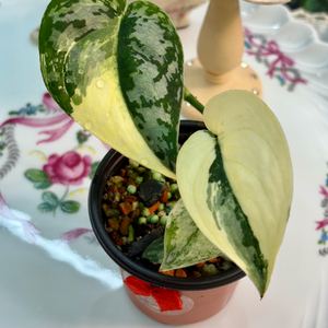 스킨답서스 엑죠티카 마야리