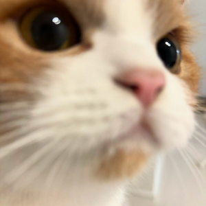 tft 코인 대리