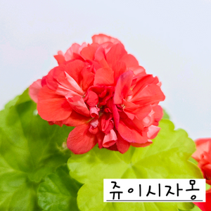 쥬이시자몽 제라늄