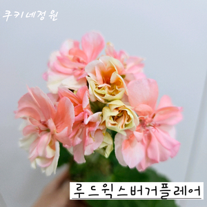 루드윅스버거플레어 제라늄