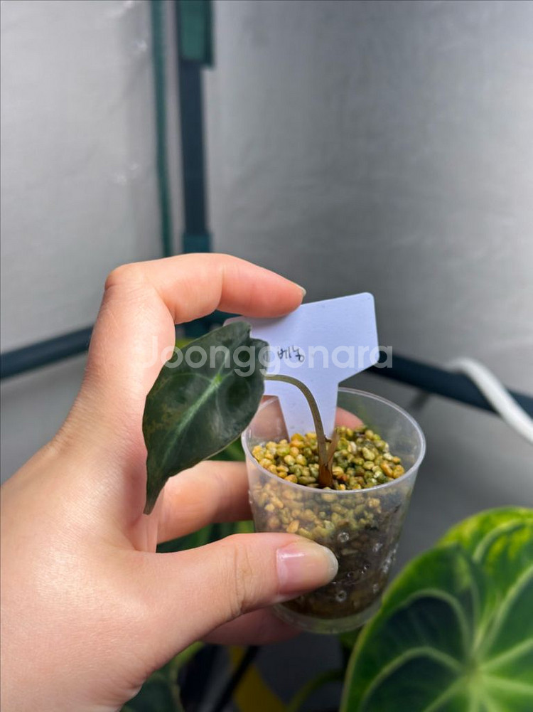 알로카시아 베놈--0