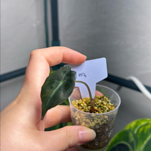 알로카시아 베놈