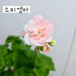 소피엠마 제라늄