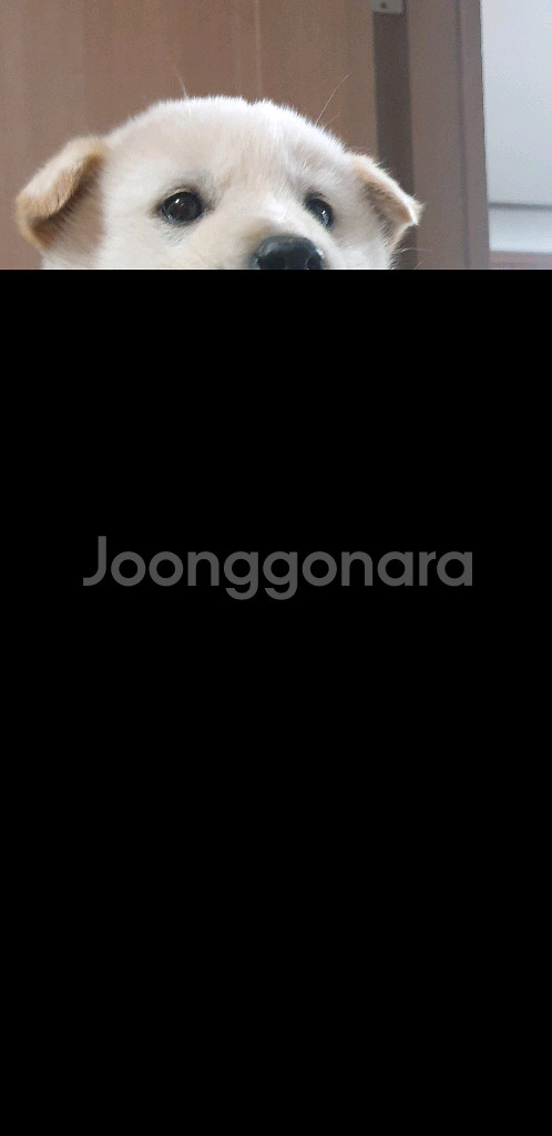 폴드se삽니다--0
