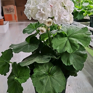 제라늄. 달빛물결
