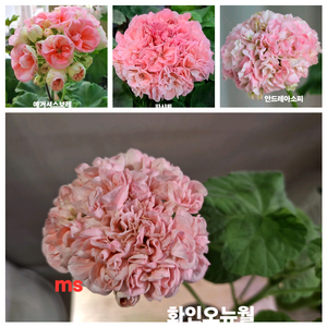 한국+러시아+유럽제라늄