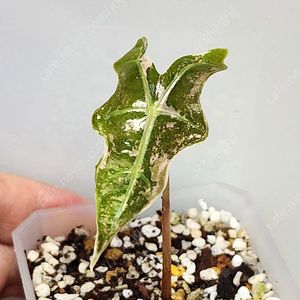 알로카시아 노빌리스 화이트핑크 팔아요