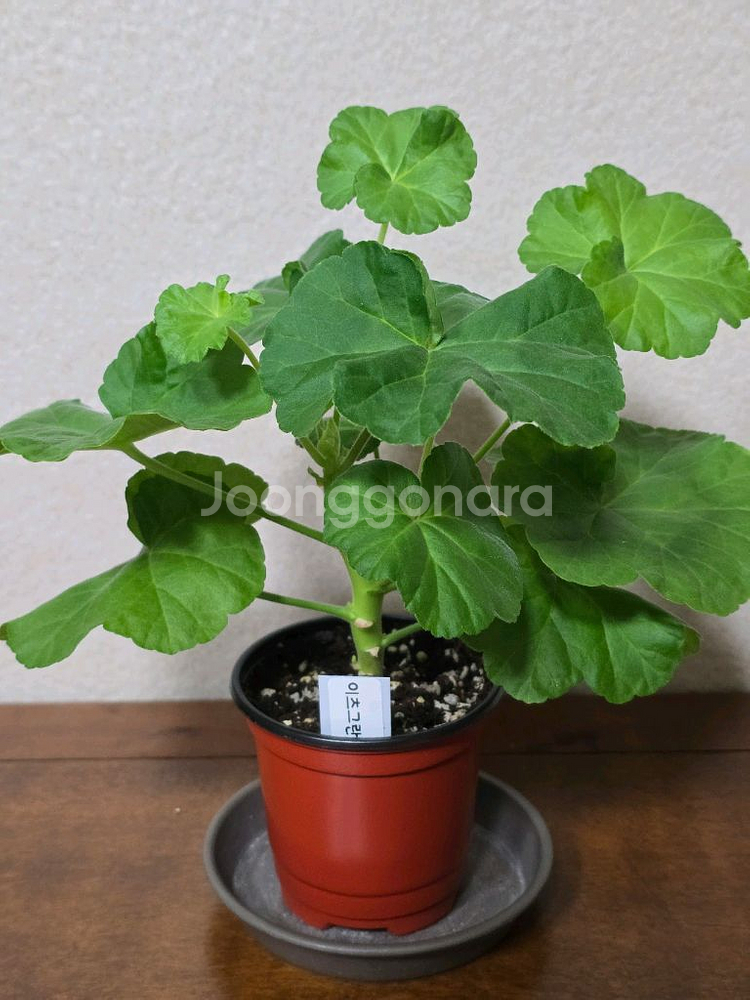 이츠그란데 :: 제라늄--0