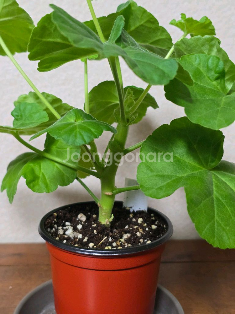 이츠그란데 :: 제라늄--1