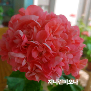한국제라늄