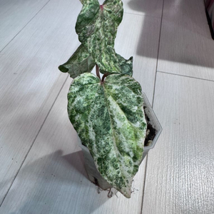 파이퍼 실버티쿰 바리에가타
