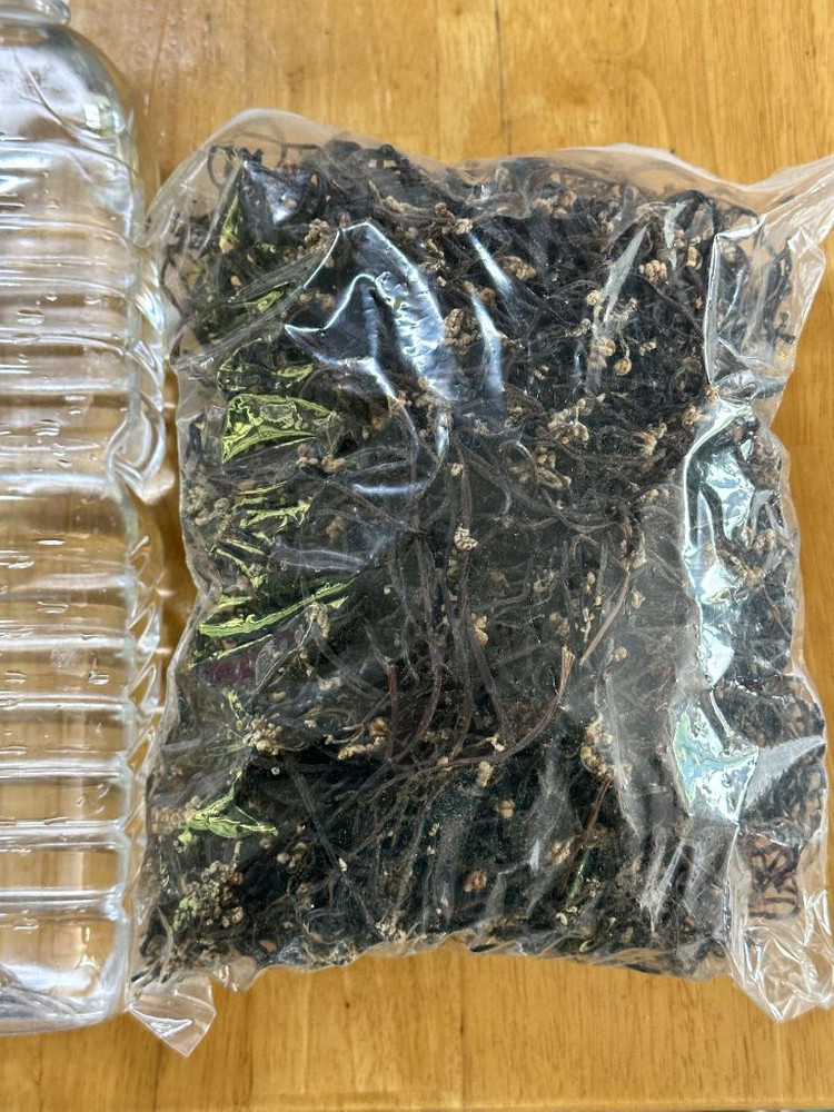 자연산 햇고사리 판매합니다--4