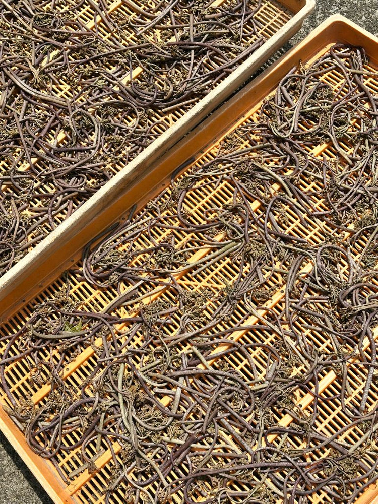 자연산 햇고사리 판매합니다--1