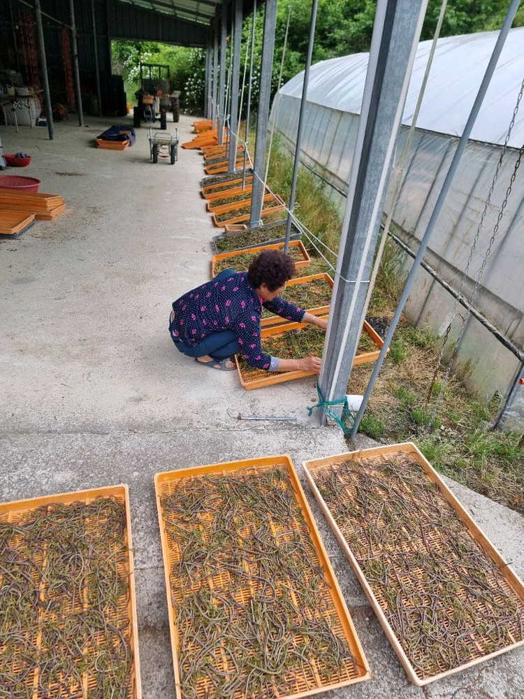 자연산 햇고사리 판매합니다--7