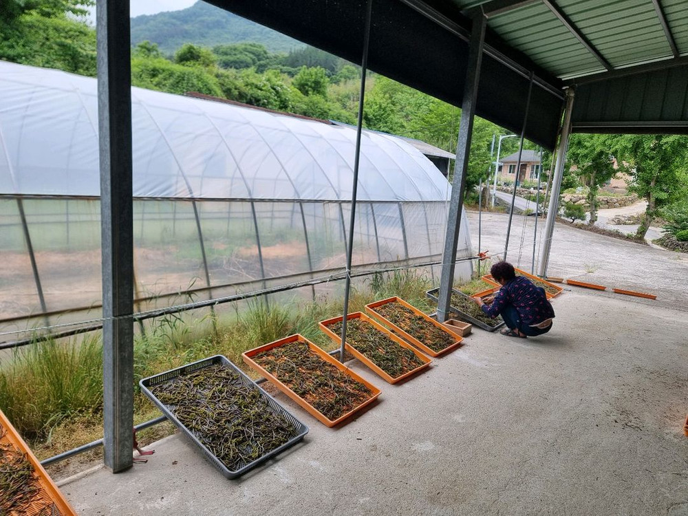 자연산 햇고사리 판매합니다--8