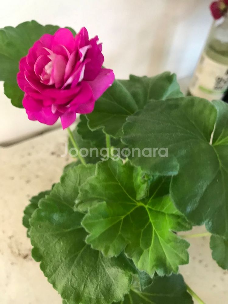 고디카 러시아 제라늄--1