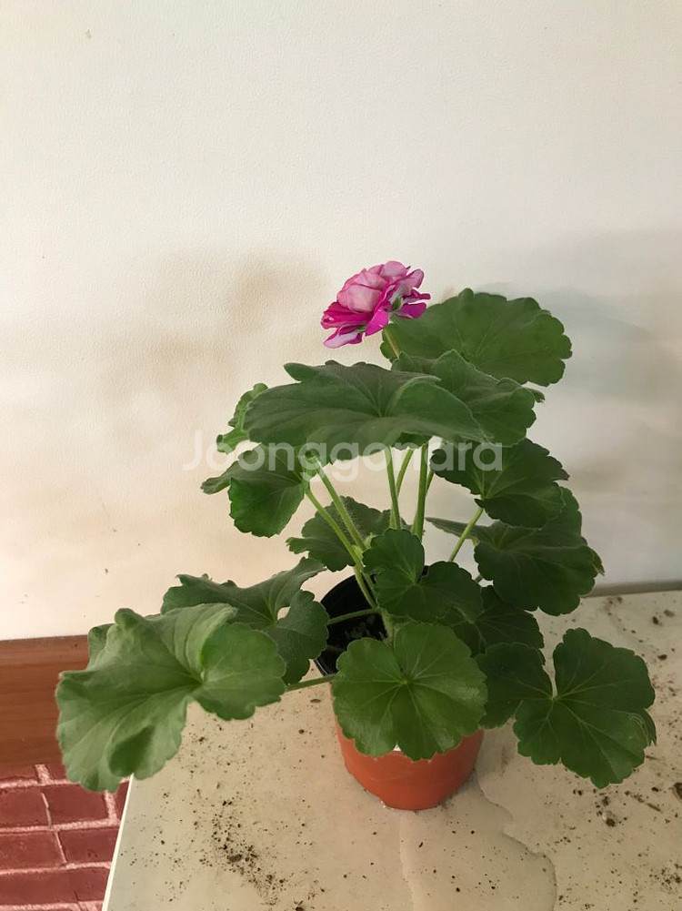 고디카 러시아 제라늄--4