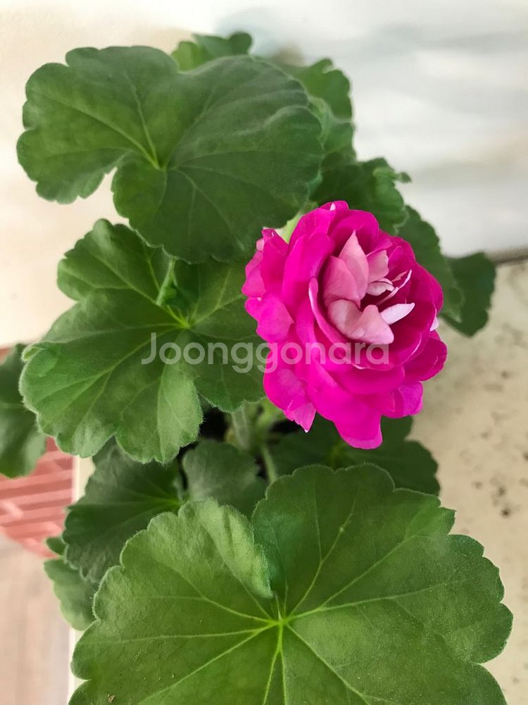 고디카 러시아 제라늄--2