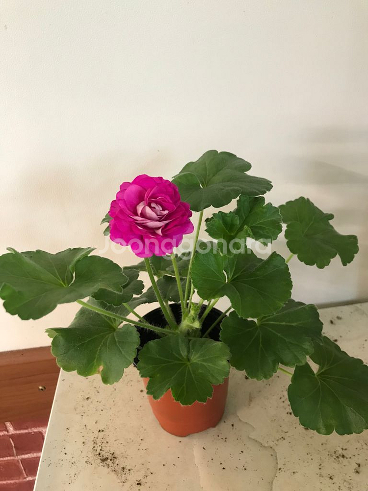 고디카 러시아 제라늄--3
