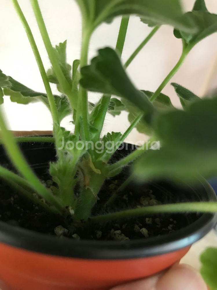 고디카 러시아 제라늄--8