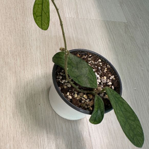 호야 쓰촨엔시스