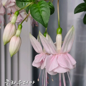 후쿠시아